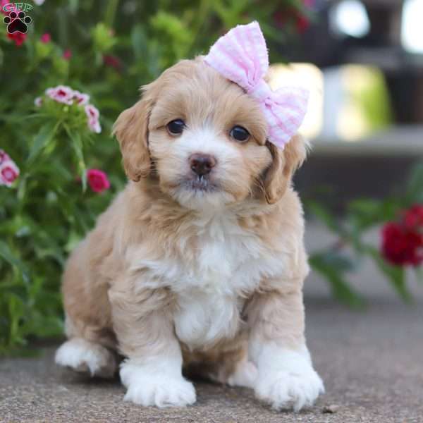 Indy, Cockapoo Puppy